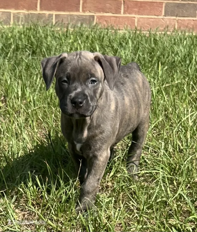 Nancy – American Bully puppy for sale in Hartsville, SC