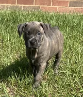 Nancy, a female American Staffordshire Terrier and American Bully for sale in Hartsville, SC – 1 of 7