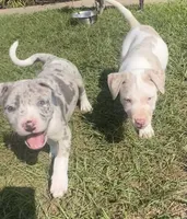 Eleven, a female American Staffordshire Terrier and American Bully for sale in Hartsville, SC – 3 of 6