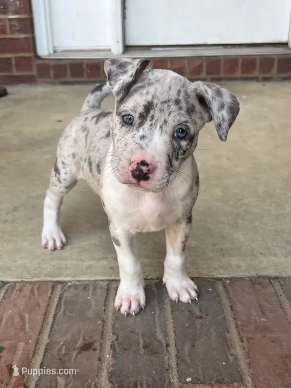 Eleven – American Bully puppy for sale in Hartsville, SC