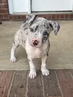 Eleven, a female American Staffordshire Terrier and American Bully for sale in Hartsville, SC – 1 of 6