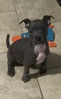 Gremlin, a male American Staffordshire Terrier for sale in Hartsville, SC – 2 of 3