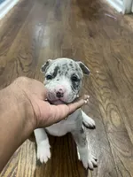 Eleven, a female American Staffordshire Terrier and American Bully for sale in Hartsville, SC – 6 of 6