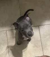Gremlin, a male American Staffordshire Terrier for sale in Hartsville, SC – 3 of 3