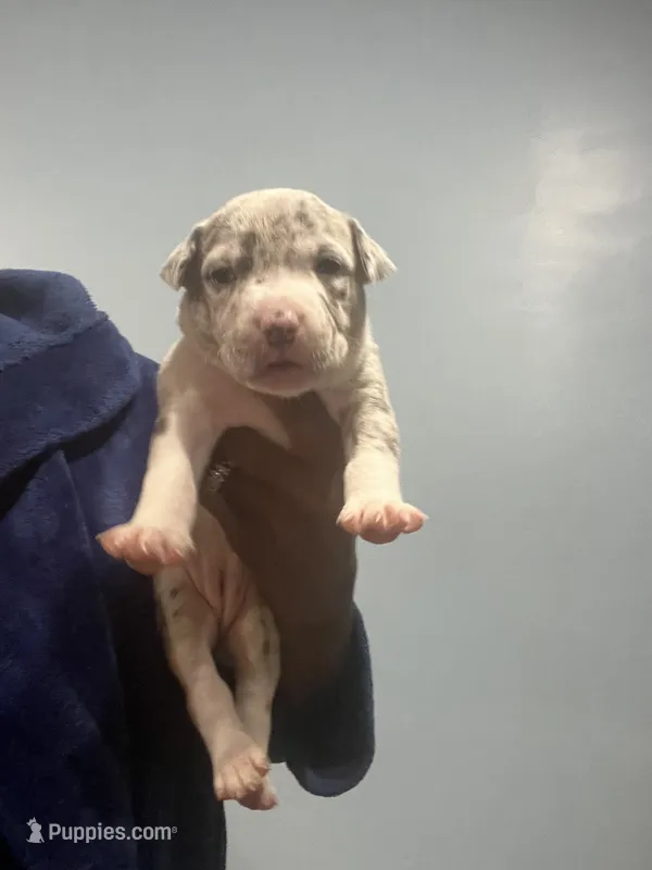 Eleven – American Bully puppy for sale in Hartsville, SC