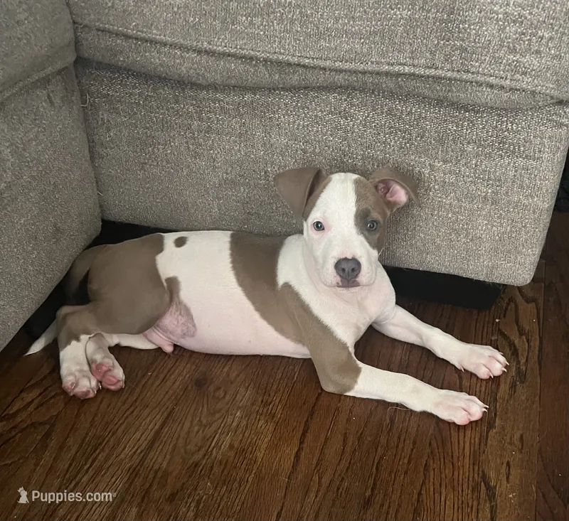 Wishbone – American Staffordshire Terrier puppy for sale in Hartsville, SC