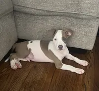 Wishbone, a male American Staffordshire Terrier for sale in Hartsville, SC – 1 of 3