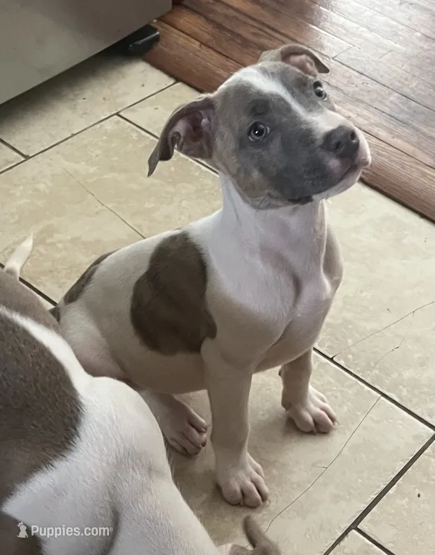 Tiny Ma  – American Staffordshire Terrier puppy for sale in Hartsville, SC