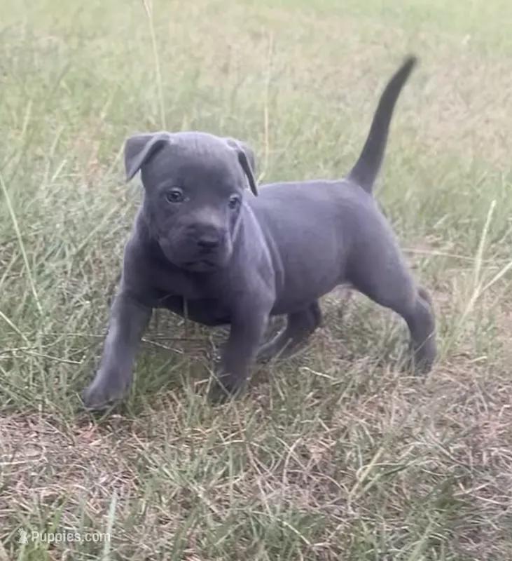 Max – American Bully puppy for sale in Hartsville, SC