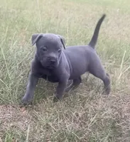 Max, a female American Staffordshire Terrier and American Bully for sale in Hartsville, SC – 4 of 6
