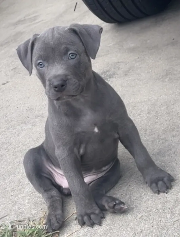 Max – American Bully puppy for sale in Hartsville, SC