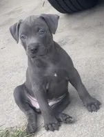 Max, a female American Staffordshire Terrier and American Bully for sale in Hartsville, SC – 1 of 6