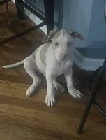 Dozer, a male American Staffordshire Terrier and American Bully for sale in Hartsville, SC – 3 of 3