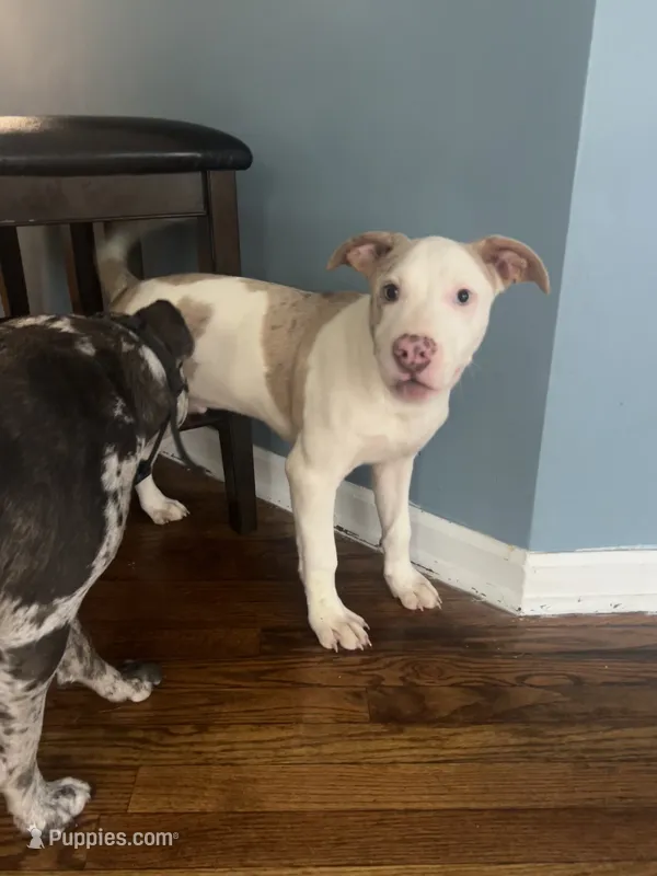 Dozer – American Staffordshire Terrier, American Bully puppy for sale in Hartsville, SC