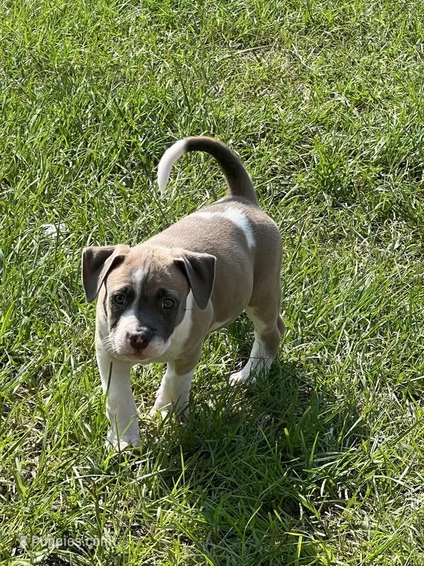 Lucus – American Bully puppy for sale in Hartsville, SC