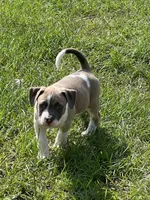 Lucus, a male American Staffordshire Terrier and American Bully for sale in Hartsville, SC – 1 of 7