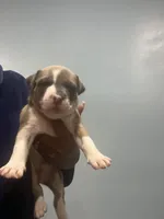 Lucus, a male American Bully for sale in Hartsville, SC – 1 of 2