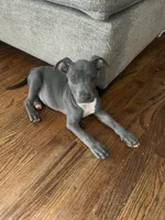 Gremlin, a male American Staffordshire Terrier for sale in Hartsville, SC – 1 of 3