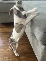 Tiny Ma , a female American Staffordshire Terrier for sale in Hartsville, SC – 2 of 4