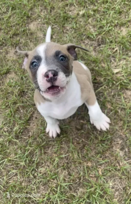 Lucus – American Staffordshire Terrier, American Bully puppy for sale in Hartsville, SC