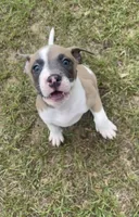 Lucus, a male American Staffordshire Terrier and American Bully for sale in Hartsville, SC – 4 of 7