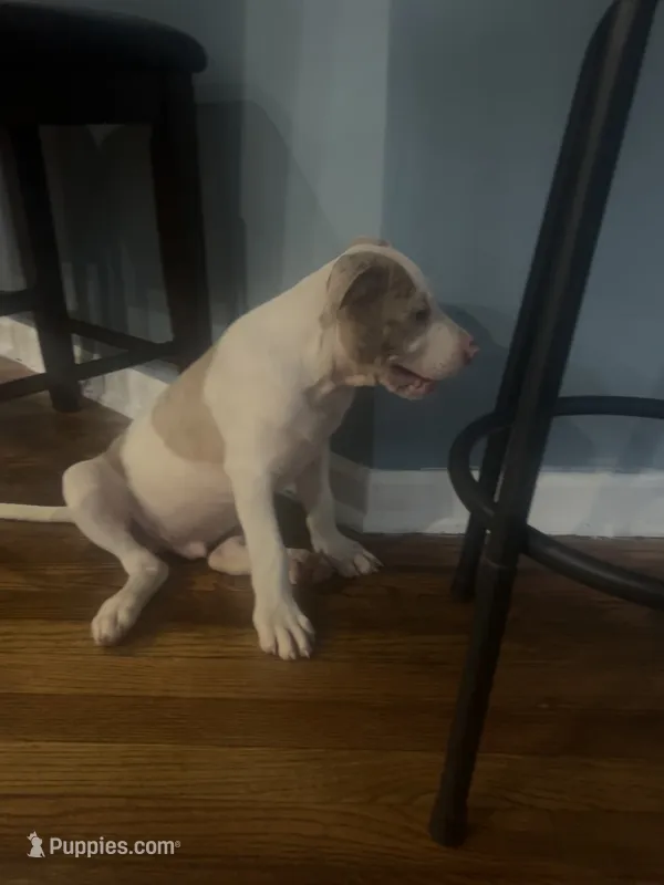 Dozer – American Staffordshire Terrier, American Bully puppy for sale in Hartsville, SC