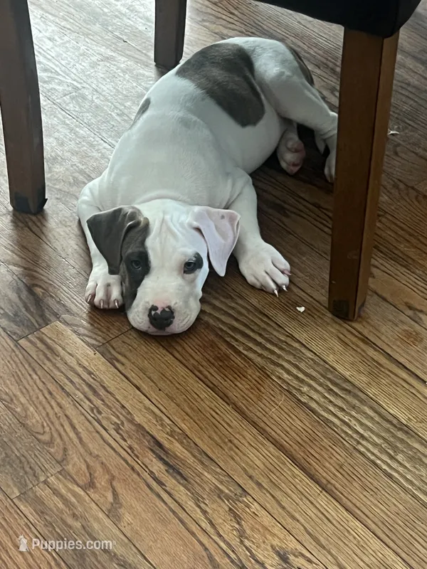 Will – American Staffordshire Terrier, American Bully puppy for sale in Hartsville, SC