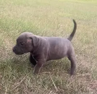 Nancy, a female American Staffordshire Terrier and American Bully for sale in Hartsville, SC – 5 of 7