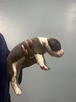 Dustin, a male American Bully for sale in Hartsville, SC – 2 of 2