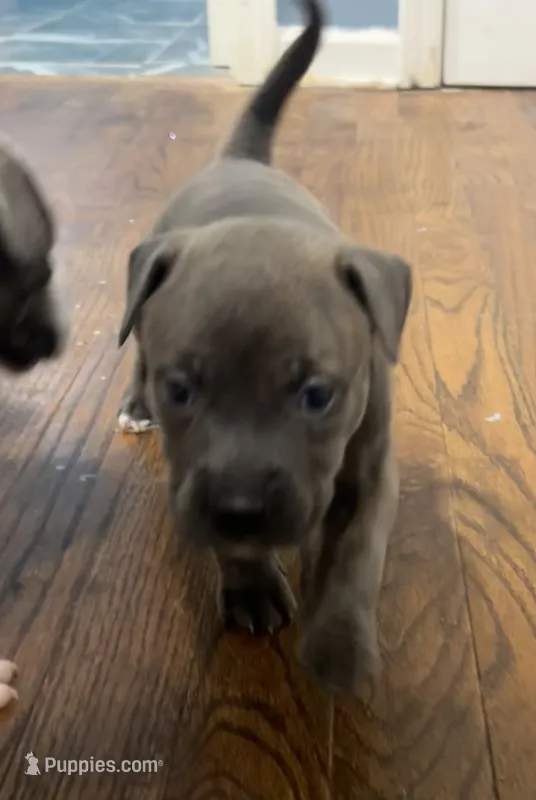 Nancy – American Bully puppy for sale in Hartsville, SC