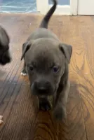 Nancy, a female American Staffordshire Terrier and American Bully for sale in Hartsville, SC – 6 of 7