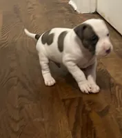Will, a male American Staffordshire Terrier and American Bully for sale in Hartsville, SC – 5 of 8