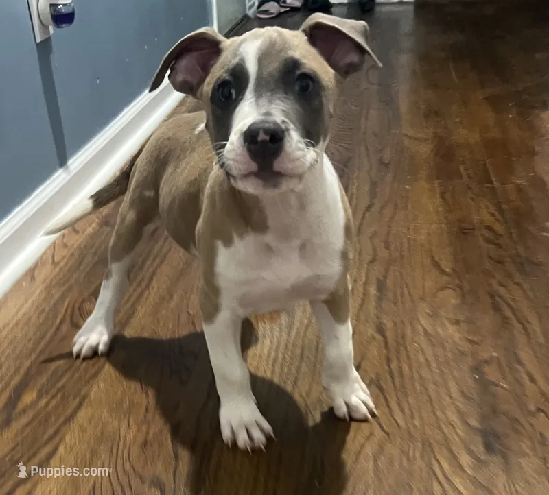 Lucus – American Staffordshire Terrier, American Bully puppy for sale in Hartsville, SC