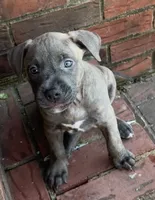 Nancy, a female American Staffordshire Terrier and American Bully for sale in Hartsville, SC – 2 of 7