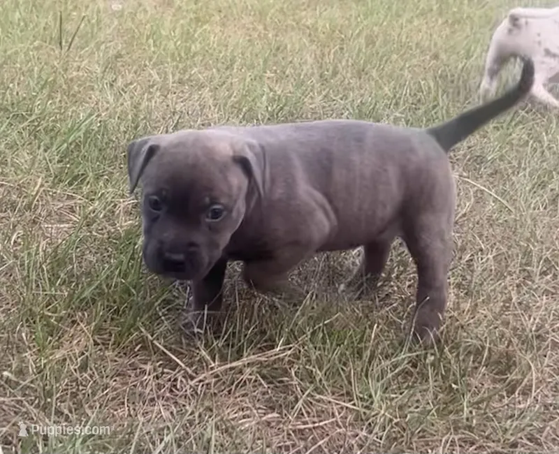 Nancy – American Bully puppy for sale in Hartsville, SC