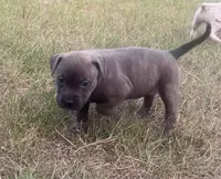Nancy, a female American Staffordshire Terrier and American Bully for sale in Hartsville, SC – 4 of 7