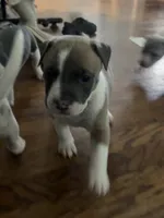Lucus, a male American Staffordshire Terrier and American Bully for sale in Hartsville, SC – 7 of 7