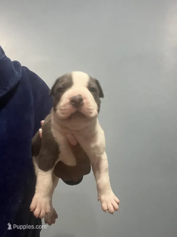 Dustin – American Bully puppy for sale in Hartsville, SC