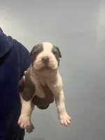 Dustin, a male American Bully for sale in Hartsville, SC – 1 of 2