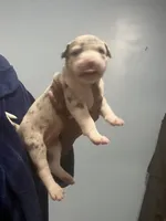 Eleven, a female American Bully for sale in Hartsville, SC – 2 of 2