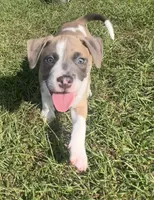 Lucus, a male American Staffordshire Terrier and American Bully for sale in Hartsville, SC – 2 of 7