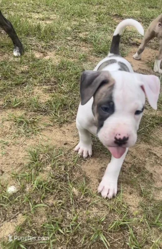 Will – American Bully puppy for sale in Hartsville, SC