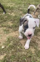 Will, a male American Staffordshire Terrier and American Bully for sale in Hartsville, SC – 1 of 8