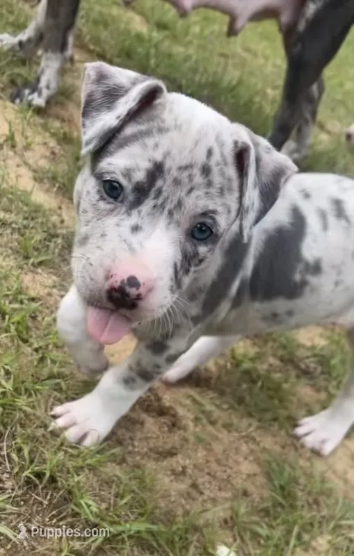 Eleven – American Bully puppy for sale in Hartsville, SC
