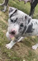 Eleven, a female American Staffordshire Terrier and American Bully for sale in Hartsville, SC – 2 of 6