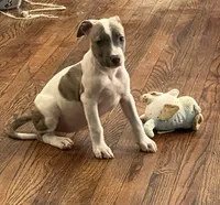 Tiny Ma , a female American Staffordshire Terrier for sale in Hartsville, SC – 4 of 4