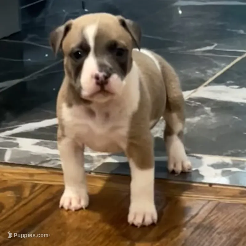 Lucus – American Bully puppy for sale in Hartsville, SC