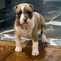 Lucus, a male American Staffordshire Terrier and American Bully for sale in Hartsville, SC – 5 of 7