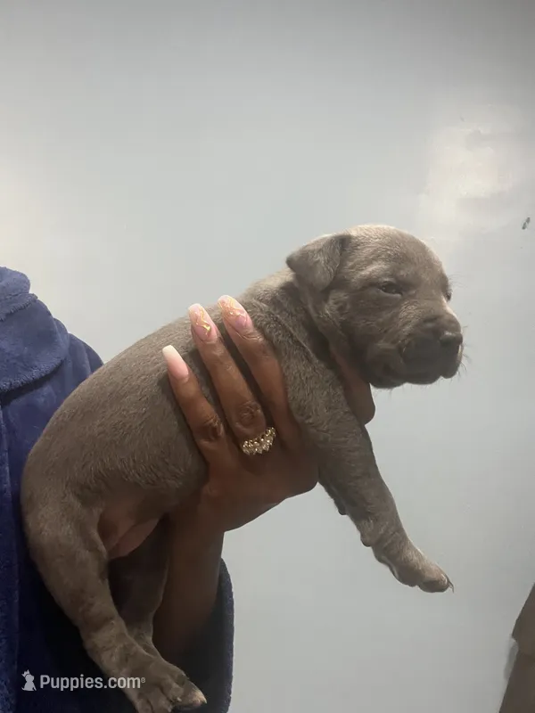 Max – American Bully puppy for sale in Hartsville, SC