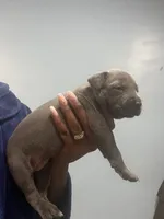 Max, a female American Bully for sale in Hartsville, SC – 1 of 2